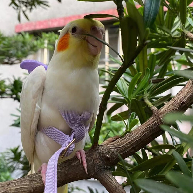 Coleira para Ave Pequena Treinamento Pet de Voo e Passeio BirdFlying